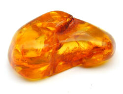 Amber Book Vs Black Spectacles A Comparison Of Uniqueness